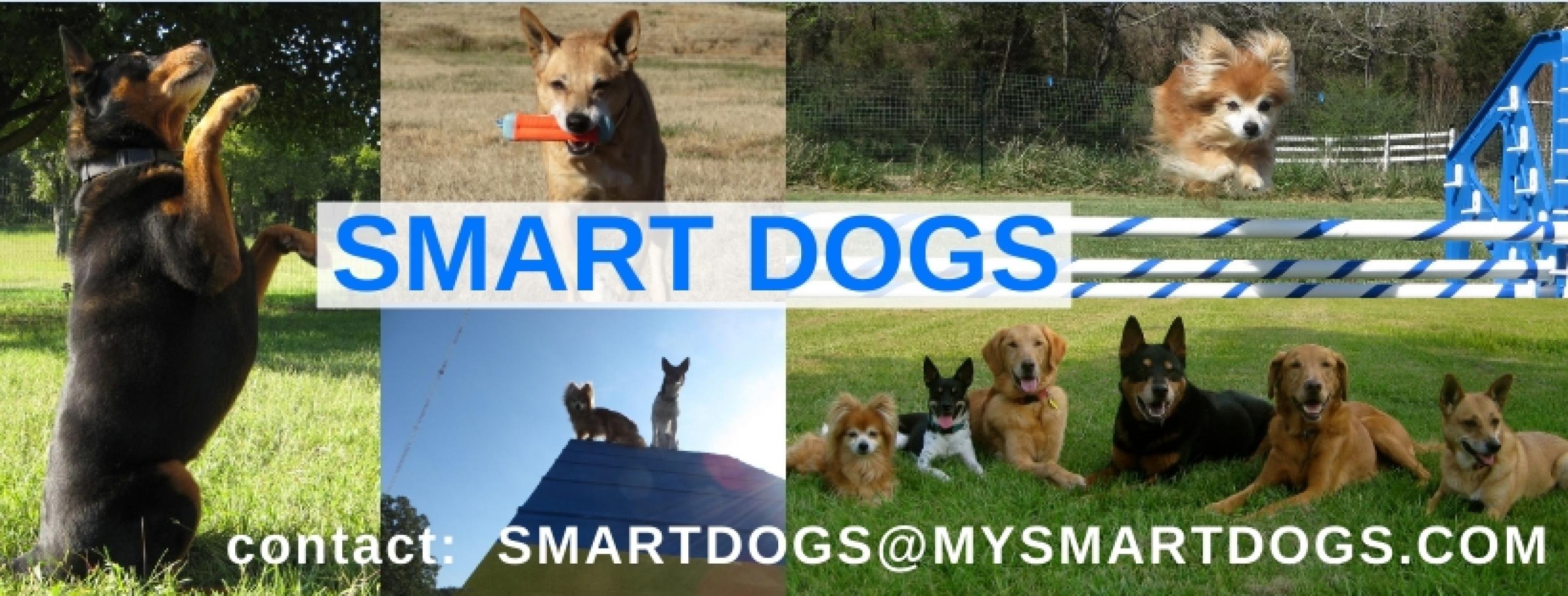 smartdogs cover photo
