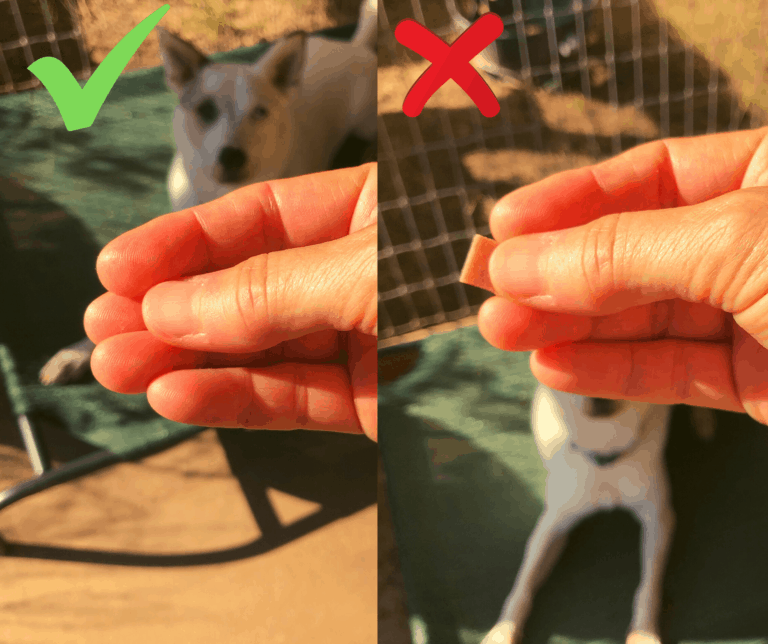 lure-how-to-hold-smart-dogs