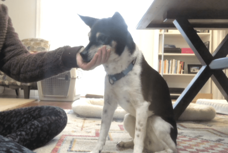 Chin Target – Why How – SMART DOGS